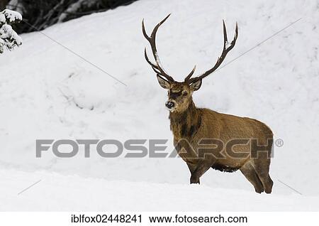 Stock Image - "Red deer (Cervus elaphus), stag standing in a clearing in the snow, Tyrol, Austria, Europe". Fotosearch
