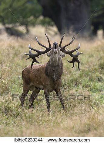 "Red deer (Cervus elaphus), stag belling, Denmark, Europe" View Large Photo Image Stock Image - "Red deer (Cervus elaphus), stag belling, Denmark, Europe". Fotosearch