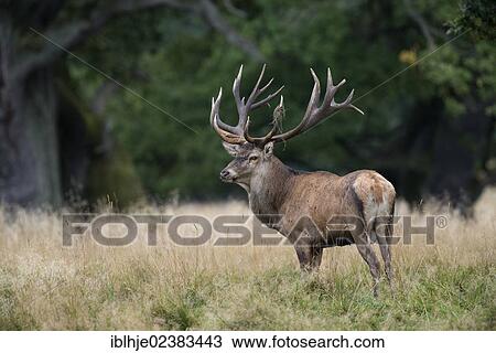 "Red deer (Cervus elaphus), stag, Denmark, Europe" View Large Photo Image Stock Image - "Red deer (Cervus elaphus), stag, Denmark, Europe". Fotosearch