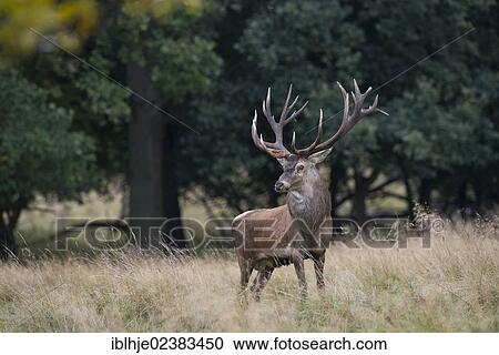 "Red deer (Cervus elaphus), stag, Denmark, Europe" View Large Photo Image Stock Image - "Red deer (Cervus elaphus), stag, Denmark, Europe". Fotosearch