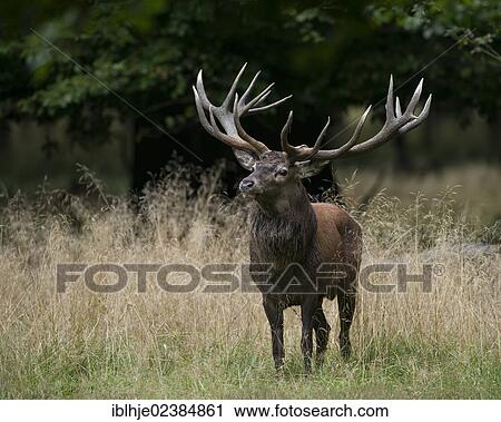 "Red deer (Cervus elaphus), stag, Denmark, Europe" View Large Photo Image Stock Image - "Red deer (Cervus elaphus), stag, Denmark, Europe". Fotosearch