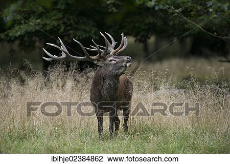 "Red deer (Cervus elaphus), stag, roaring, Denmark, Europe" View Large Photo Image Stock Image - "Red deer (Cervus elaphus), stag, roaring, Denmark, Europe". Fotosearch