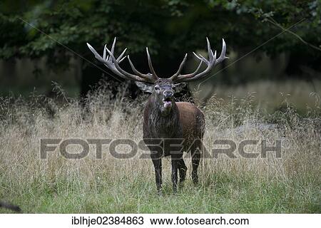 "Red deer (Cervus elaphus), stag, roaring, Denmark, Europe" View Large Photo Image Stock Image - "Red deer (Cervus elaphus), stag, roaring, Denmark, Europe". Fotosearch