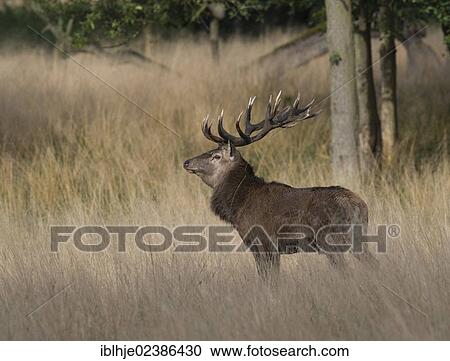 "Red deer (Cervus elaphus), stag, Denmark, Europe" View Large Photo Image Stock Image - "Red deer (Cervus elaphus), stag, Denmark, Europe". Fotosearch