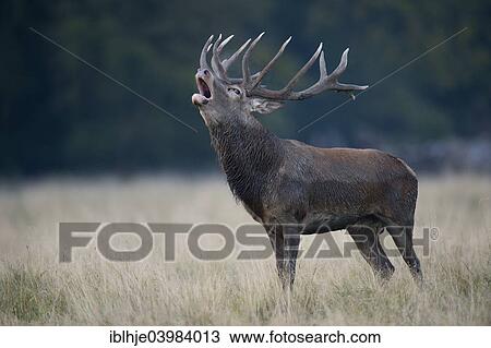 "Red Deer (Cervus elaphus), stag roaring, Copenhagen, Denmark, Europe" View Large Photo Image Stock Image - "Red Deer (Cervus elaphus), stag roaring, Copenhagen, Denmark, Europe". Fotosearch