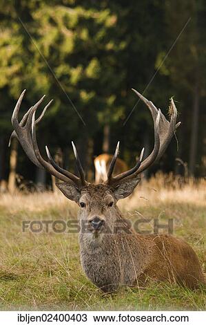"Red deer (Cervus elaphus), stag resting, Forsthaus Hohenroth am Rothaarsteig forester's lodge, Siegen-Wittgenstein, North Rhine-Westphalia, Germany, Europe" View Large Photo Image Stock Image - "Red deer (Cervus elaphus), stag resting, Forsthaus Hohenroth am Rothaarsteig forester's lodge, Siegen-Wittgenstein, North Rhine-Westphalia, Germany, Europe". Fotosearch