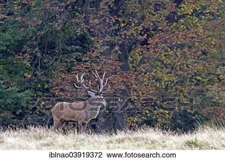 "Red Deer (Cervus elaphus), stag, Denmark, Europe" View Large Photo Image Stock Image - "Red Deer (Cervus elaphus), stag, Denmark, Europe". Fotosearch
