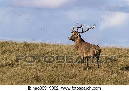 "Red Deer (Cervus elaphus), stag, Denmark, Europe" View Large Photo Image Stock Image - "Red Deer (Cervus elaphus), stag, Denmark, Europe". Fotosearch