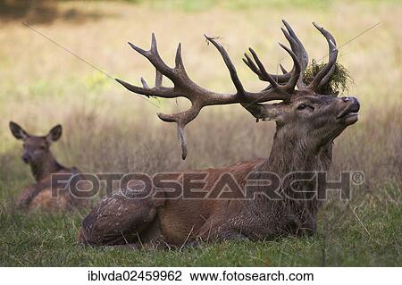 "Red Deer (Cervus elaphus), stag, Sauerland, Arnsberger Wald, North Rhine-Westphalia, Germany, Europe" View Large Photo Image Stock Image - "Red Deer (Cervus elaphus), stag, Sauerland, Arnsberger Wald, North Rhine-Westphalia, Germany, Europe". Fotosearch
