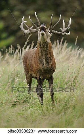 "Red deer (Cervus elaphus), stag roaring in rutting season, captive, Lower Saxony, Germany, Europe" View Large Photo Image Stock Photo - "Red deer (Cervus elaphus), stag roaring in rutting season, captive, Lower Saxony, Germany, Europe". Fotosearch