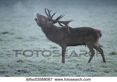 "Red Deer (Cervus elaphus), stag roaring in the early morning, captive, Lower Saxony, Germany, Europe" View Large Photo Image Stock Photo - "Red Deer (Cervus elaphus), stag roaring in the early morning, captive, Lower Saxony, Germany, Europe". Fotosearch