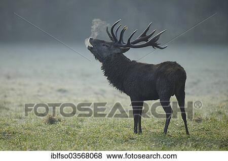 "Red Deer (Cervus elaphus), stag roaring in the early morning, captive, Lower Saxony, Germany, Europe" View Large Photo Image Stock Photo - "Red Deer (Cervus elaphus), stag roaring in the early morning, captive, Lower Saxony, Germany, Europe". Fotosearch