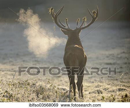 "Red Deer (Cervus elaphus), stag roaring in the early morning, captive, Lower Saxony, Germany, Europe" View Large Photo Image Stock Photo - "Red Deer (Cervus elaphus), stag roaring in the early morning, captive, Lower Saxony, Germany, Europe". Fotosearch
