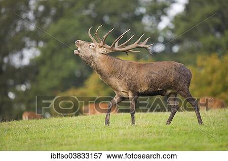 "Red Deer (Cervus elaphus), stag bugling in the rut, captive, Lower Saxony, Germany, Europe" View Large Photo Image Stock Photo - "Red Deer (Cervus elaphus), stag bugling in the rut, captive, Lower Saxony, Germany, Europe". Fotosearch