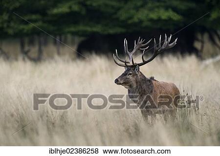 "Red deer (Cervus elaphus), stag, Denmark, Europe" View Large Photo Image Stock Photo - "Red deer (Cervus elaphus), stag, Denmark, Europe". Fotosearch
