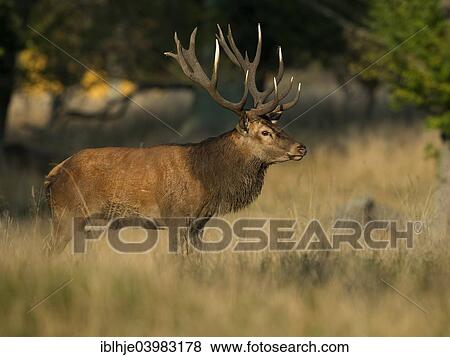 Stock Photo - "Red Deer (Cervus elaphus), stag, Copenhagen, Denmark, Europe". Fotosearch