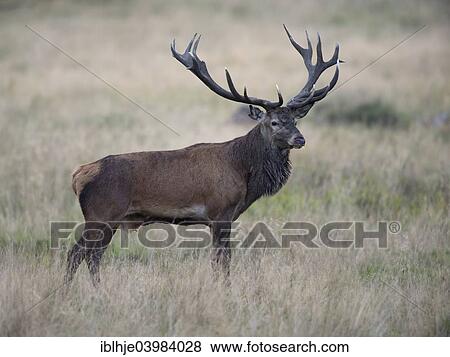 "Red Deer (Cervus elaphus), stag, Copenhagen, Denmark, Europe" View Large Photo Image Stock Photo - "Red Deer (Cervus elaphus), stag, Copenhagen, Denmark, Europe". Fotosearch