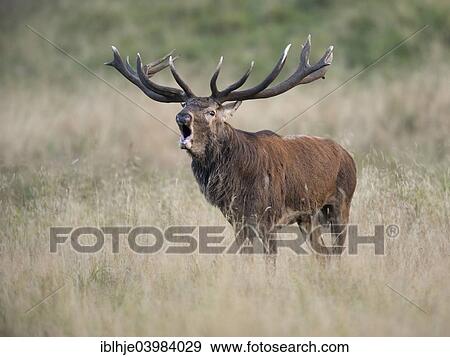 "Red Deer (Cervus elaphus), stag roaring, Copenhagen, Denmark, Europe" View Large Photo Image Stock Photo - "Red Deer (Cervus elaphus), stag roaring, Copenhagen, Denmark, Europe". Fotosearch