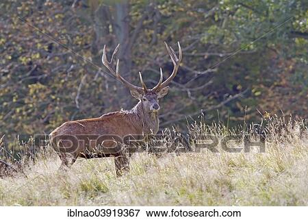 "Red Deer (Cervus elaphus), stag, Denmark, Europe" View Large Photo Image Stock Photo - "Red Deer (Cervus elaphus), stag, Denmark, Europe". Fotosearch