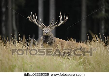 "Red deer (Cervus elaphus), stag, captive, Lower Saxony, Germany, Europe" View Large Photo Image Stock Photograph - "Red deer (Cervus elaphus), stag, captive, Lower Saxony, Germany, Europe". Fotosearch
