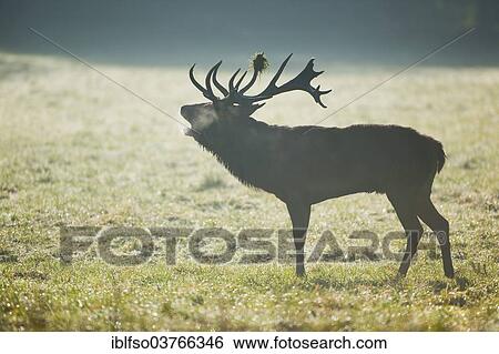 "Red Deer (Cervus elaphus), stag belling, early morning, Lower Saxony, Germany, Europe" View Large Photo Image Stock Photograph - "Red Deer (Cervus elaphus), stag belling, early morning, Lower Saxony, Germany, Europe". Fotosearch