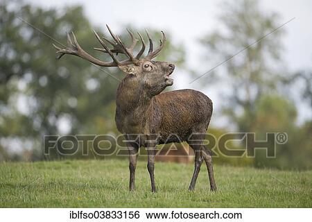 "Red Deer (Cervus elaphus), stag bugling in the rut, captive, Lower Saxony, Germany, Europe" View Large Photo Image Stock Photograph - "Red Deer (Cervus elaphus), stag bugling in the rut, captive, Lower Saxony, Germany, Europe". Fotosearch