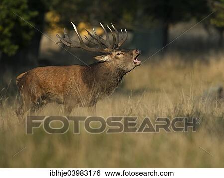"Red Deer (Cervus elaphus), stag roaring, Copenhagen, Denmark, Europe" View Large Photo Image Stock Photograph - "Red Deer (Cervus elaphus), stag roaring, Copenhagen, Denmark, Europe". Fotosearch
