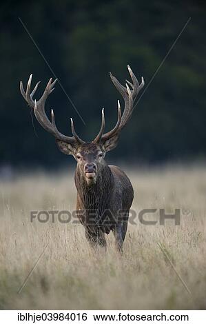 "Red Deer (Cervus elaphus), stag, Copenhagen, Denmark, Europe" View Large Photo Image Stock Photograph - "Red Deer (Cervus elaphus), stag, Copenhagen, Denmark, Europe". Fotosearch