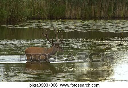 "Red deer (Cervus elaphus), stag standing in a lake, Danube-Auen, Gross-Enzersdorf, Lower Austria, Austria, Europe" View Large Photo Image Stock Photograph - "Red deer (Cervus elaphus), stag standing in a lake, Danube-Auen, Gross-Enzersdorf, Lower Austria, Austria, Europe". Fotosearch