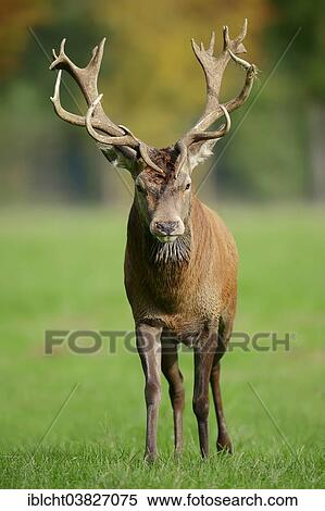 "Red Deer (Cervus elaphus), stag captive, North Rhine-Westphalia, Germany, Europe" View Large Photo Image Stock Photography - "Red Deer (Cervus elaphus), stag captive, North Rhine-Westphalia, Germany, Europe". Fotosearch