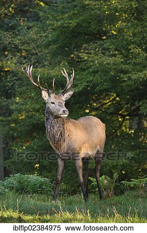 Stock Photography - "Red Deer (Cervus elaphus), stag, standing in early morning sunlight, Richmond Park, London, London region, England, United Kingdom, Europe". Fotosearch