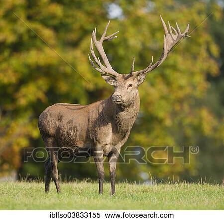 Stock Photography - "Red Deer (Cervus elaphus), stag, captive, Lower Saxony, Germany, Europe". Fotosearch