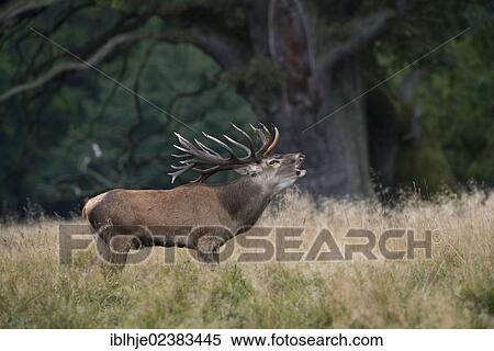 "Red deer (Cervus elaphus), stag belling, Denmark, Europe" View Large Photo Image Stock Photography - "Red deer (Cervus elaphus), stag belling, Denmark, Europe". Fotosearch
