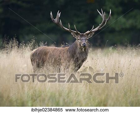 "Red deer (Cervus elaphus), stag, Denmark, Europe" View Large Photo Image Stock Photography - "Red deer (Cervus elaphus), stag, Denmark, Europe". Fotosearch