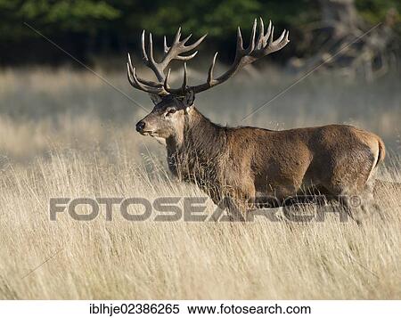 "Red deer (Cervus elaphus), stag, Denmark, Europe" View Large Photo Image Stock Photography - "Red deer (Cervus elaphus), stag, Denmark, Europe". Fotosearch