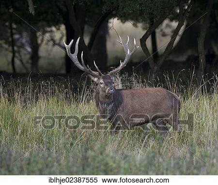 "Red deer (Cervus elaphus), stag, Denmark, Europe" View Large Photo Image Stock Photography - "Red deer (Cervus elaphus), stag, Denmark, Europe". Fotosearch