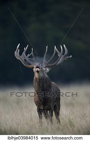 Stock Photography - "Red Deer (Cervus elaphus), stag roaring, Copenhagen, Denmark, Europe". Fotosearch