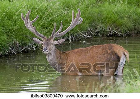 "Red Deer (Cervus elaphus), stag with antlers in velvet cooling off in the water, captive, Bavaria, Germany, Europe" View Large Photo Image Stock Image - "Red Deer (Cervus elaphus), stag with antlers in velvet cooling off in the water, captive, Bavaria, Germany, Europe". Fotosearch