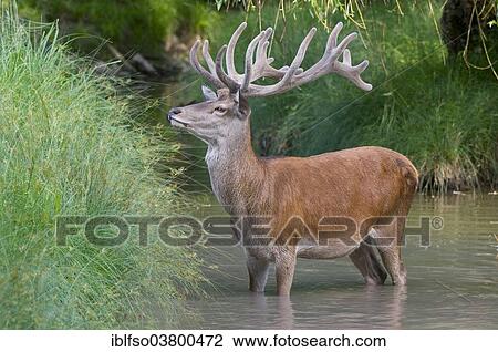 "Red Deer (Cervus elaphus), stag with antlers in velvet cooling off in the water, captive, Bavaria, Germany, Europe" View Large Photo Image Stock Image - "Red Deer (Cervus elaphus), stag with antlers in velvet cooling off in the water, captive, Bavaria, Germany, Europe". Fotosearch