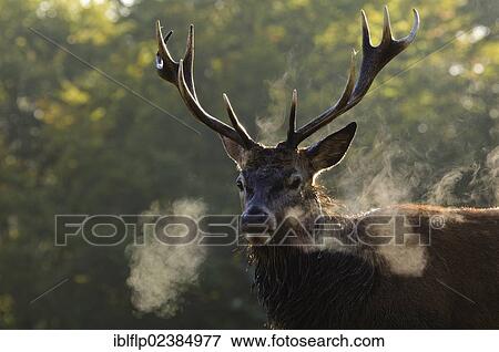 "Red Deer (Cervus elaphus), stag, with breath condensing, Richmond Park, London, London region, England, United Kingdom, Europe" View Large Photo Image Stock Photo - "Red Deer (Cervus elaphus), stag, with breath condensing, Richmond Park, London, London region, England, United Kingdom, Europe". Fotosearch