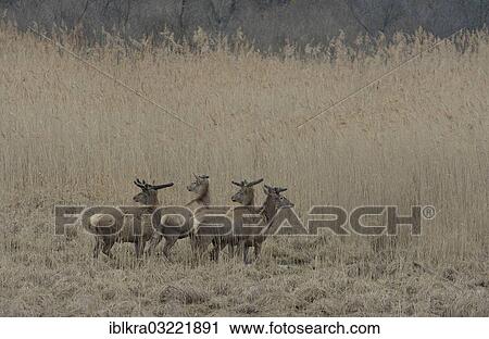 "Red Deer (Cervus elaphus), stags in velvet, Danube-Auen, Gross-Enzersdorf, Lower Austria, Austria, Europe" View Large Photo Image Stock Image - "Red Deer (Cervus elaphus), stags in velvet, Danube-Auen, Gross-Enzersdorf, Lower Austria, Austria, Europe". Fotosearch