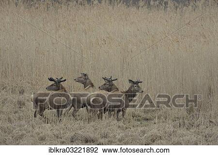 "Red Deer (Cervus elaphus), stags in velvet, Danube-Auen, Gross-Enzersdorf, Lower Austria, Austria, Europe" View Large Photo Image Stock Image - "Red Deer (Cervus elaphus), stags in velvet, Danube-Auen, Gross-Enzersdorf, Lower Austria, Austria, Europe". Fotosearch