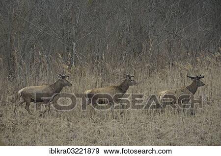 "Red Deer (Cervus elaphus), stags in velvet, Danube-Auen, Gross-Enzersdorf, Lower Austria, Austria, Europe" View Large Photo Image Stock Photo - "Red Deer (Cervus elaphus), stags in velvet, Danube-Auen, Gross-Enzersdorf, Lower Austria, Austria, Europe". Fotosearch