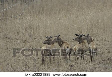 "Red Deer (Cervus elaphus), stags in velvet, Danube-Auen, Gross-Enzersdorf, Lower Austria, Austria, Europe" View Large Photo Image Stock Photo - "Red Deer (Cervus elaphus), stags in velvet, Danube-Auen, Gross-Enzersdorf, Lower Austria, Austria, Europe". Fotosearch