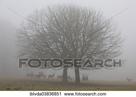 "Red Deer (Cervus elaphus) standing in the fog in Arnsberg Forest, Sauerland, North Rhine-Westphalia, Germany, Europe" View Large Photo Image Stock Image - "Red Deer (Cervus elaphus) standing in the fog in Arnsberg Forest, Sauerland, North Rhine-Westphalia, Germany, Europe". Fotosearch