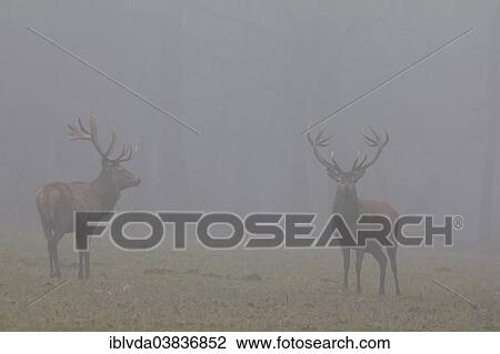 "Red Deer (Cervus elaphus) standing in the fog in Arnsberg Forest, Sauerland, North Rhine-Westphalia, Germany, Europe" View Large Photo Image Stock Image - "Red Deer (Cervus elaphus) standing in the fog in Arnsberg Forest, Sauerland, North Rhine-Westphalia, Germany, Europe". Fotosearch