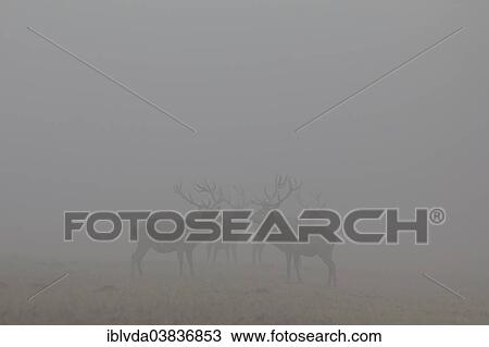 "Red Deer (Cervus elaphus) standing in the fog in Arnsberg Forest, Sauerland, North Rhine-Westphalia, Germany, Europe" View Large Photo Image Stock Image - "Red Deer (Cervus elaphus) standing in the fog in Arnsberg Forest, Sauerland, North Rhine-Westphalia, Germany, Europe". Fotosearch