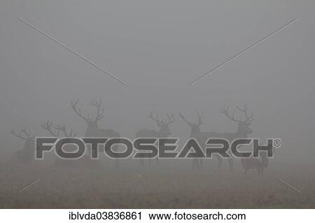 "Red Deer (Cervus elaphus) standing in the fog in Arnsberg Forest, Sauerland, North Rhine-Westphalia, Germany, Europe" View Large Photo Image Stock Image - "Red Deer (Cervus elaphus) standing in the fog in Arnsberg Forest, Sauerland, North Rhine-Westphalia, Germany, Europe". Fotosearch