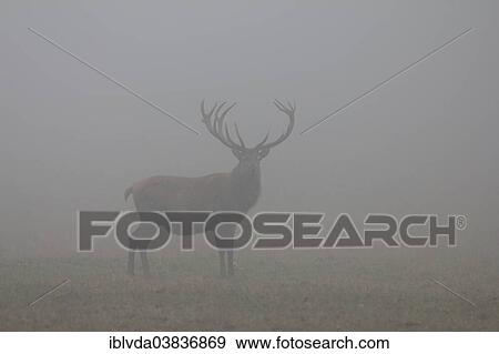 Stock Photo - "Red Deer (Cervus elaphus) standing in the fog in Arnsberg Forest, Sauerland, North Rhine-Westphalia, Germany, Europe". Fotosearch