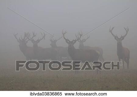 "Red Deer (Cervus elaphus) standing in the fog in Arnsberg Forest, Sauerland, North Rhine-Westphalia, Germany, Europe" View Large Photo Image Stock Photography - "Red Deer (Cervus elaphus) standing in the fog in Arnsberg Forest, Sauerland, North Rhine-Westphalia, Germany, Europe". Fotosearch